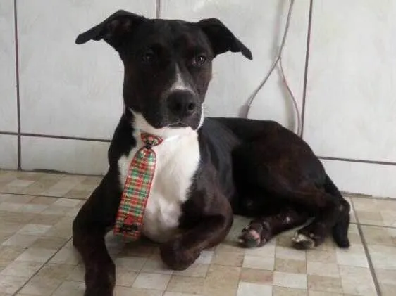 Cachorro ra a Srd idade  nome Dom 