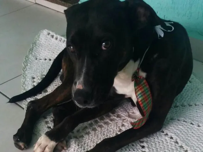 Cachorro ra a Srd idade  nome Dom 