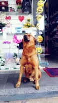 Chicão