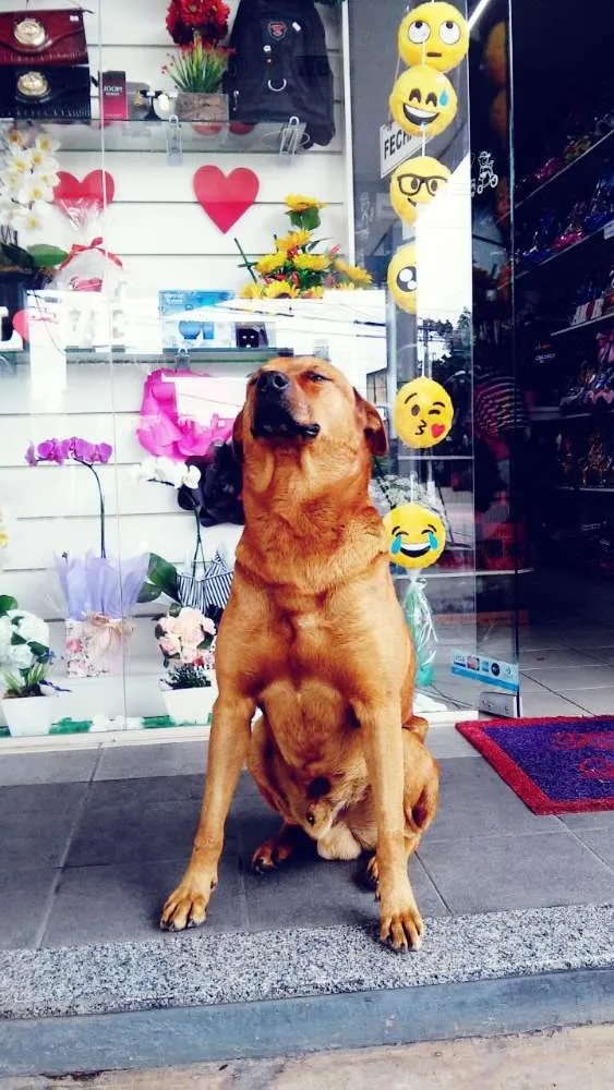 Cachorro raça SRD idade 6 ou mais anos nome Chicão
