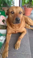Chicão