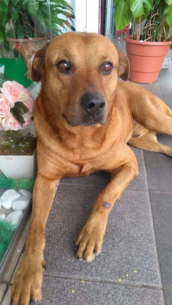 Cachorro raça SRD idade 6 ou mais anos nome Chicão