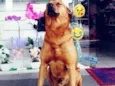 Chicão