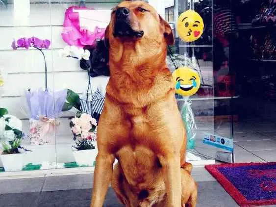 Cachorro raça SRD idade 6 ou mais anos nome Chicão