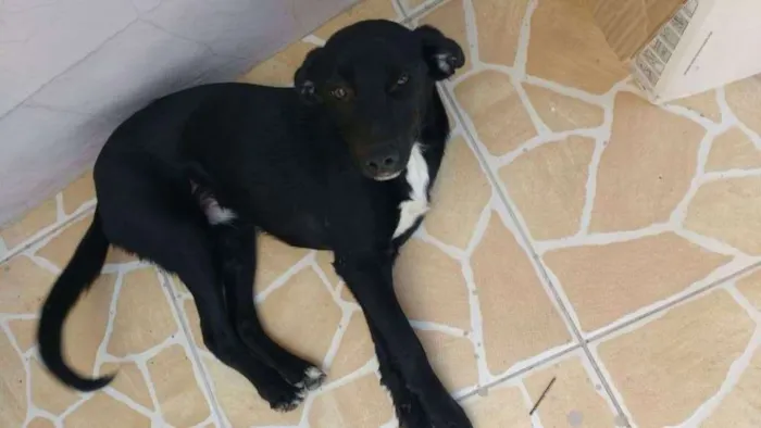 Cachorro raça Vira lata idade 7 a 11 meses nome Sem nome