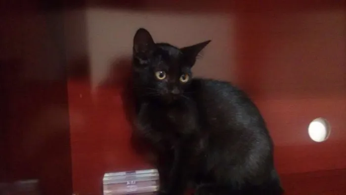 Gato ra a Parece serem ciames idade Abaixo de 2 meses nome Gatinhos