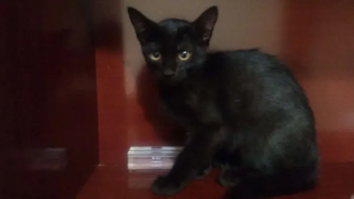 Gato ra a Parece serem ciames idade Abaixo de 2 meses nome Gatinhos