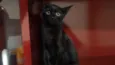Gatinhos