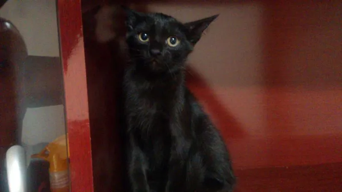 Gato ra a Parece serem ciames idade Abaixo de 2 meses nome Gatinhos