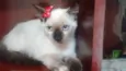Gatinhos