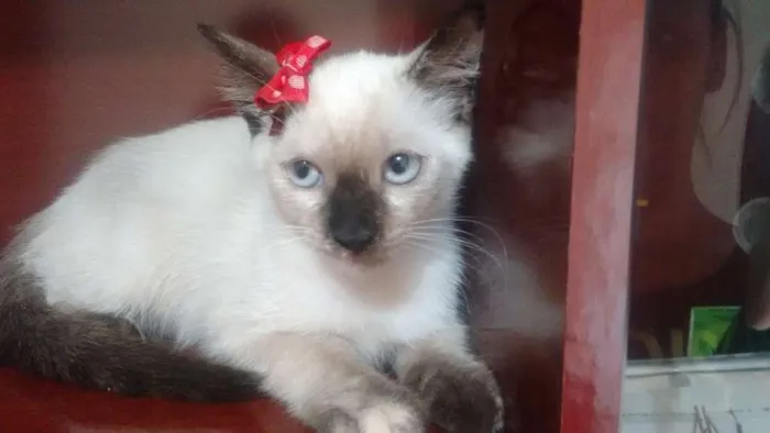 Gato ra a Parece serem ciames idade Abaixo de 2 meses nome Gatinhos