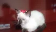 Gatinhos