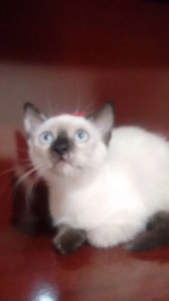 Gato ra a Parece serem ciames idade Abaixo de 2 meses nome Gatinhos
