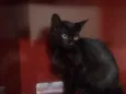 Gatinhos