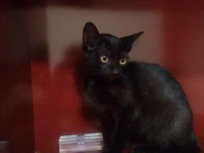Gato ra a Parece serem ciames idade Abaixo de 2 meses nome Gatinhos