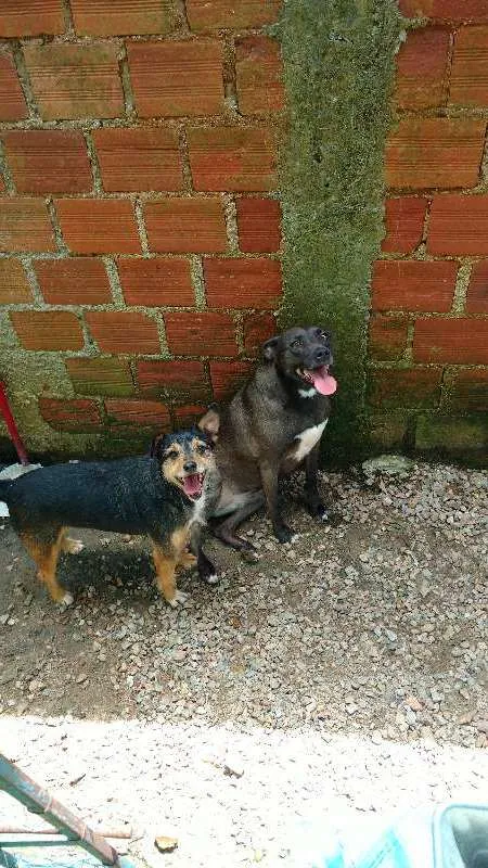 Cachorro ra a SRD idade  nome ravi,negona