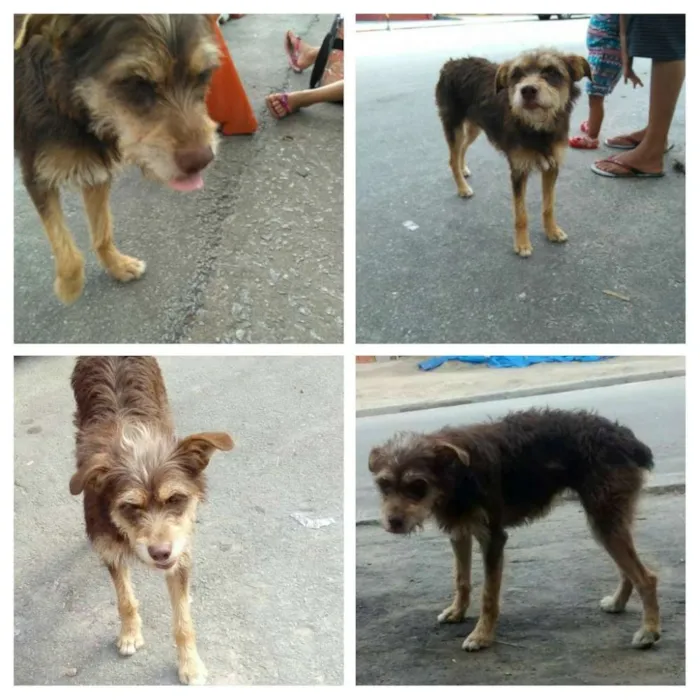 Cachorro ra a SRS idade 2 anos nome Mel