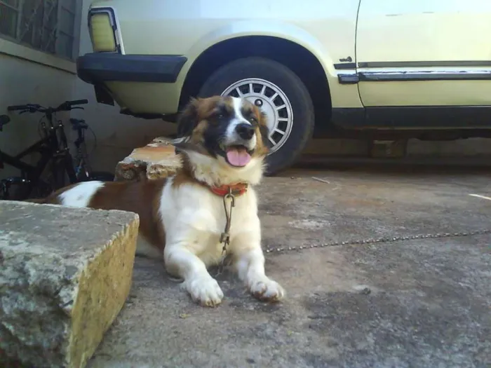 Cachorro ra a Jawi Mestiço  idade 6 ou mais anos nome Bidu