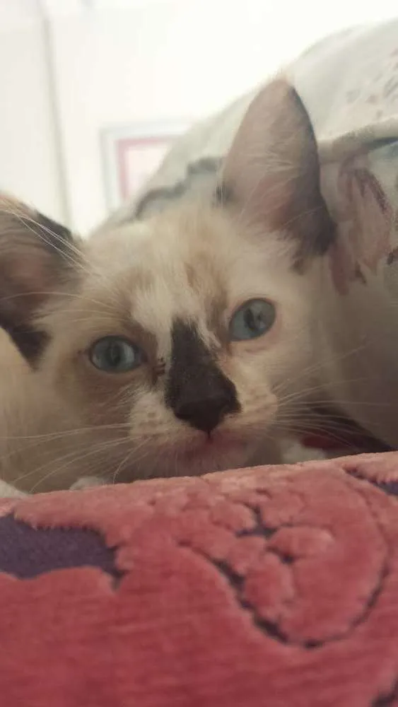 Gato ra a Vira-lata (siamês) idade Abaixo de 2 meses nome sem nome 