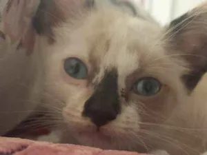 Gato raça Vira-lata (siamês) idade Abaixo de 2 meses nome sem nome 