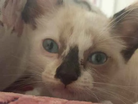 Gato ra a Vira-lata (siamês) idade Abaixo de 2 meses nome sem nome 