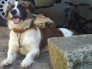 Cachorro raça Jawi Mestiço  idade 6 ou mais anos nome Bidu