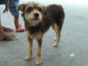 Cachorro raça SRS idade 2 anos nome Mel