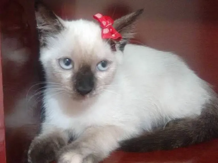 Gato ra a Parece serem ciames idade Abaixo de 2 meses nome Gatinhos