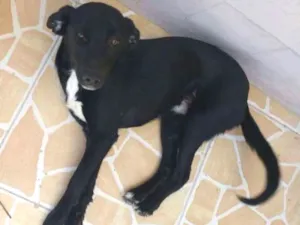 Cachorro raça Vira lata idade 7 a 11 meses nome Sem nome