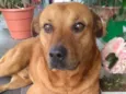 Chicão