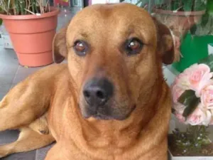 Cachorro raça SRD idade 6 ou mais anos nome Chicão