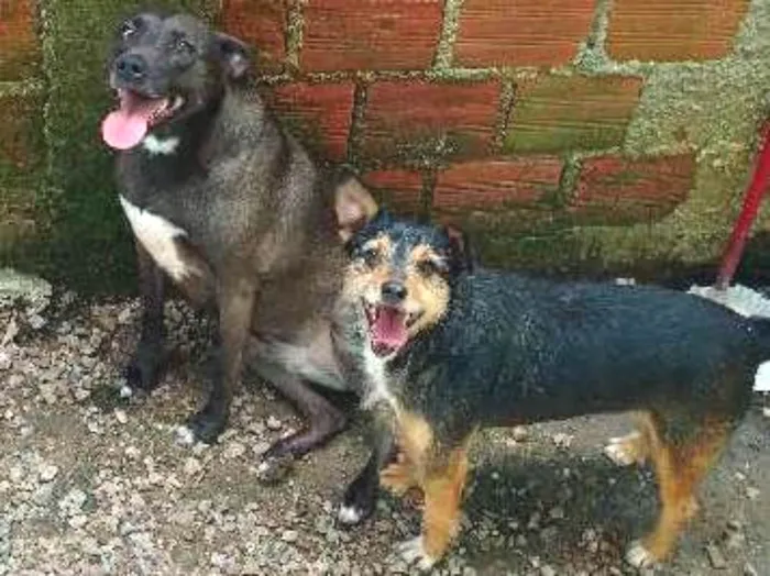 Cachorro ra a SRD idade  nome ravi,negona