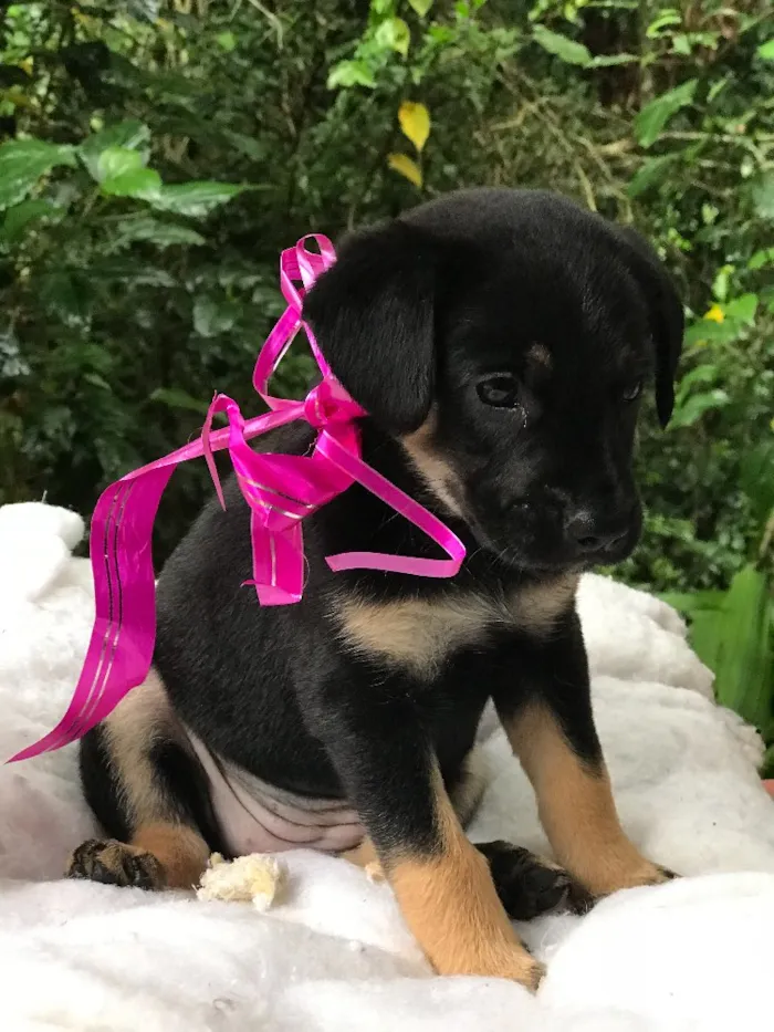 Cachorro ra a  idade Abaixo de 2 meses nome Sem nome