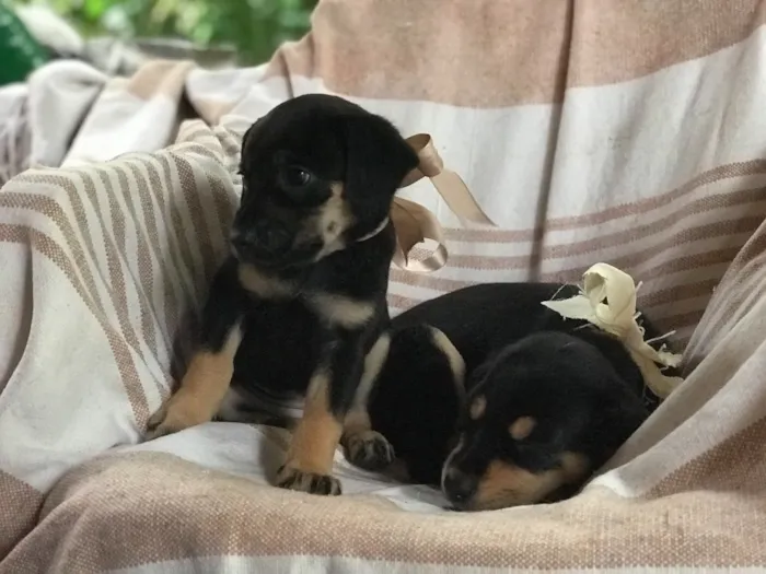 Cachorro ra a  idade Abaixo de 2 meses nome Sem nome
