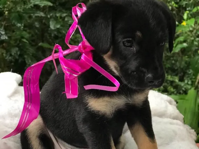 Cachorro ra a  idade Abaixo de 2 meses nome Sem nome