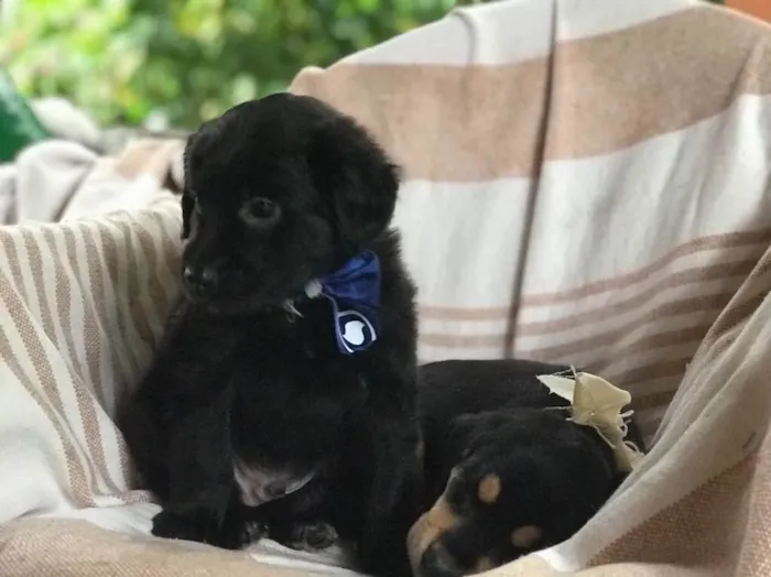 Cachorro ra a  idade Abaixo de 2 meses nome Sem nome