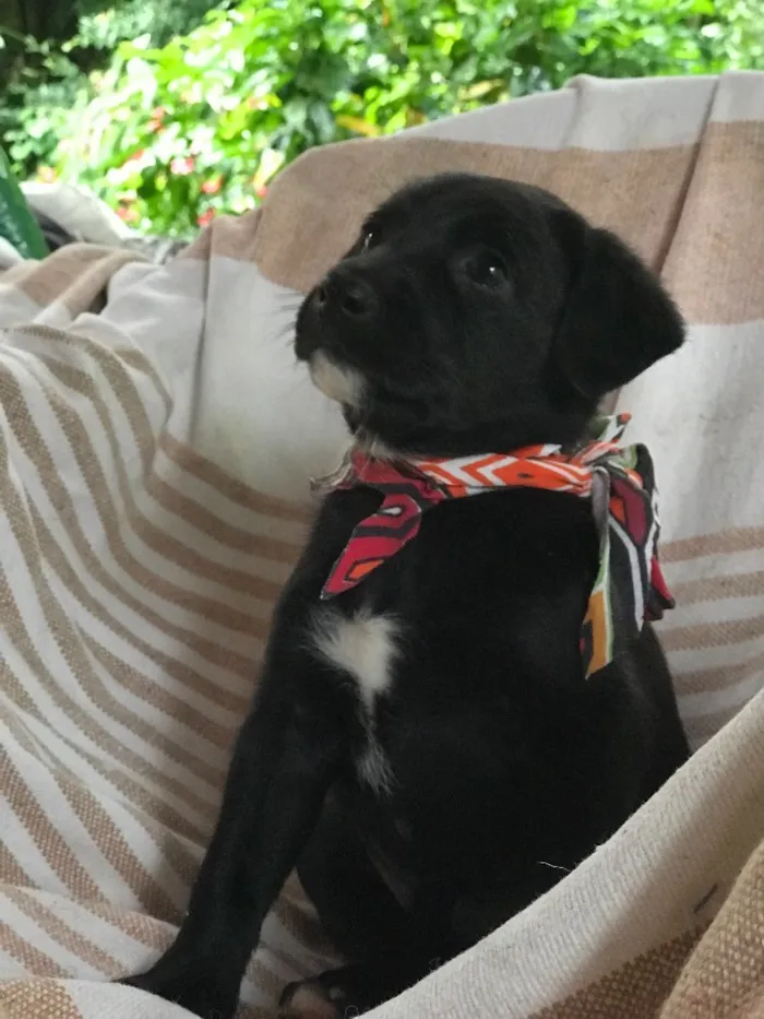 Cachorro ra a  idade Abaixo de 2 meses nome Sem nome