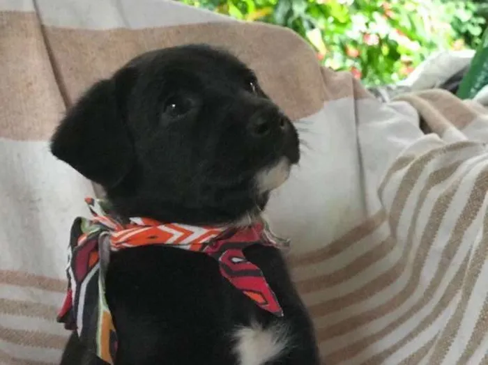 Cachorro ra a  idade Abaixo de 2 meses nome Sem nome