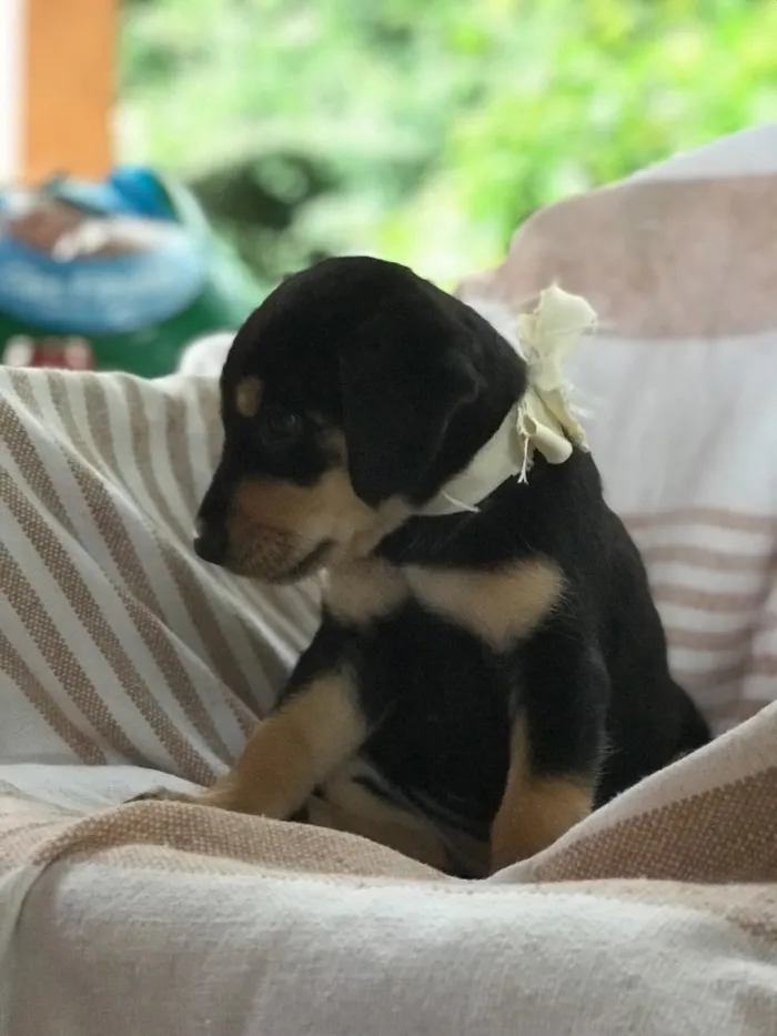 Cachorro ra a  idade Abaixo de 2 meses nome Sem nome