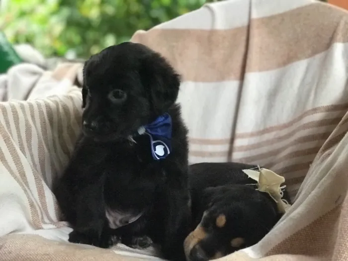 Cachorro ra a  idade Abaixo de 2 meses nome Sem nome