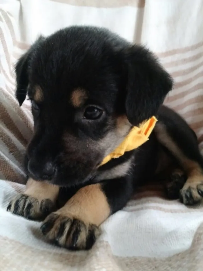 Cachorro ra a  idade Abaixo de 2 meses nome Sem nome