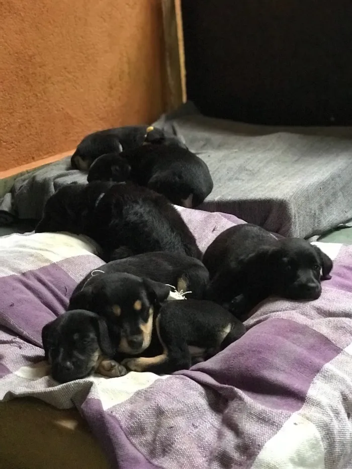 Cachorro ra a  idade Abaixo de 2 meses nome Sem nome