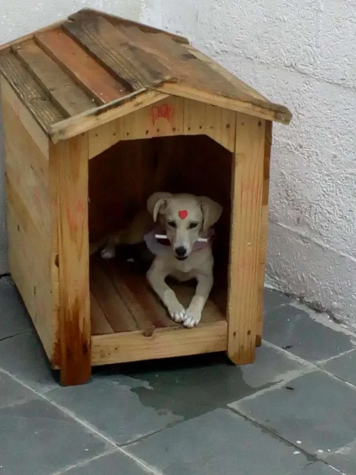 Cachorro ra a Vira lata idade 7 a 11 meses nome Nina