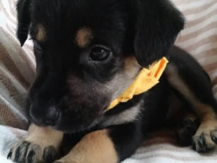 Cachorro ra a  idade Abaixo de 2 meses nome Sem nome