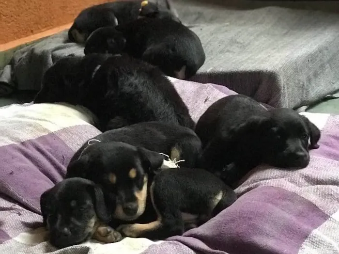 Cachorro ra a  idade Abaixo de 2 meses nome Sem nome