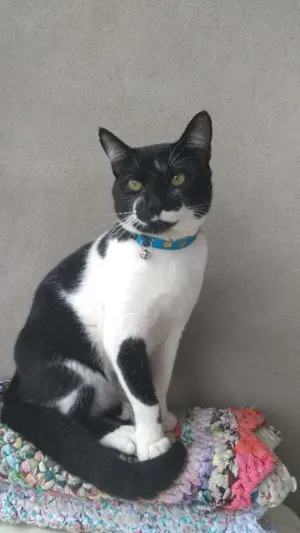 Gato raça  idade 1 ano nome Jubileu