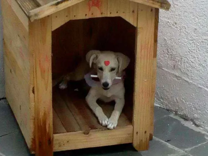Cachorro ra a Vira lata idade 7 a 11 meses nome Nina