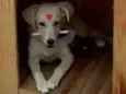 Nina