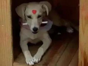 Cachorro raça Vira lata idade 7 a 11 meses nome Nina