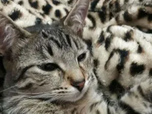 Gato raça SRD idade 1 ano nome Pink